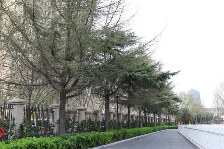 1587428451904528.jpg 1.jpg