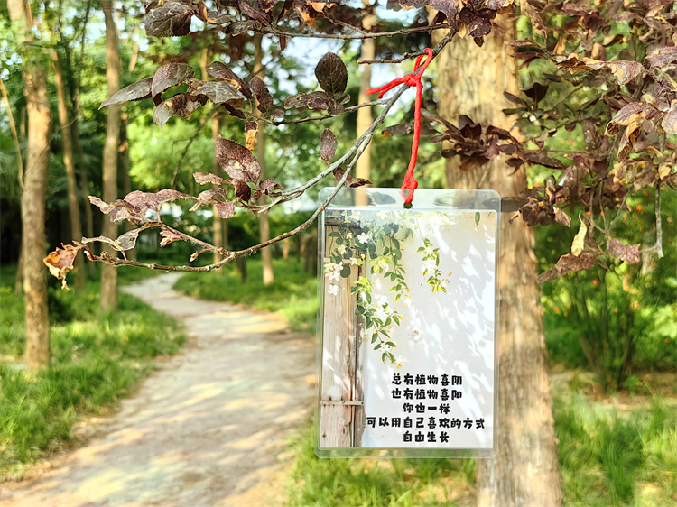 1749094389103820.jpg (图4+校园中悬挂的治愈系图片).jpg